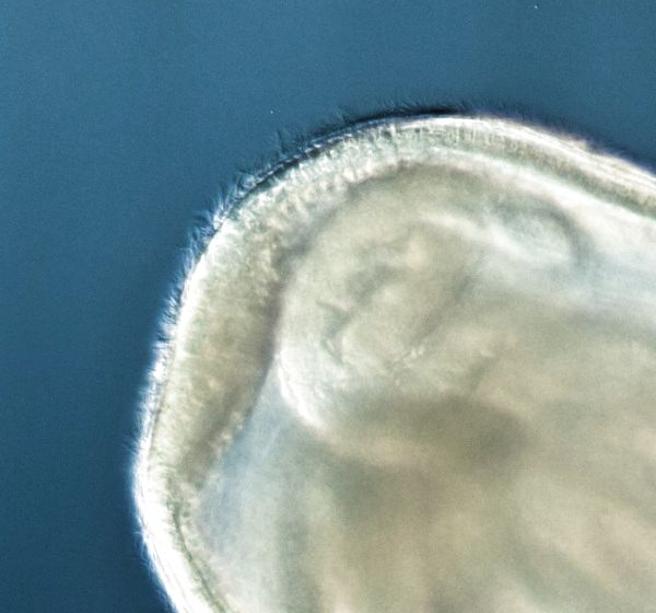 Schw&auml;rmer von Plumatella repens