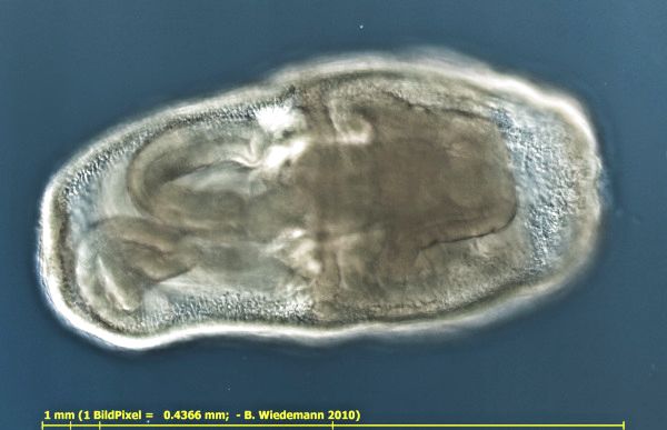 Plumatella-Schwärmer