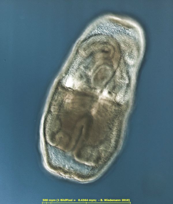 Schw&auml;rmer von Plumatella repens