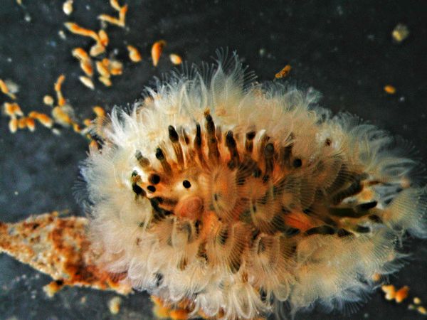 Moostierchen Cristatella mucedo