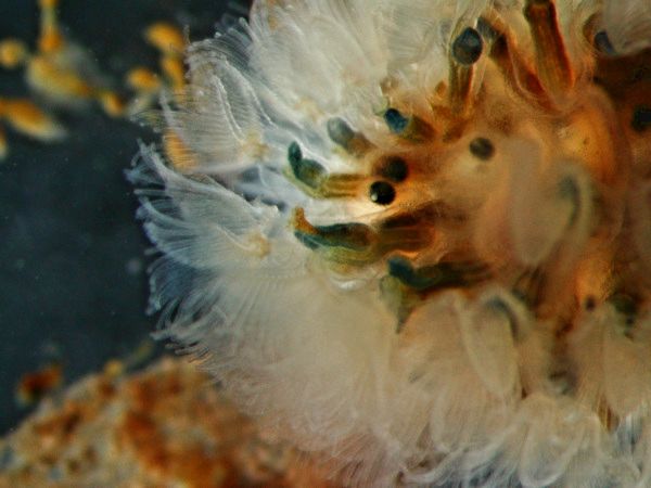 Moostierchen Cristatella mucedo