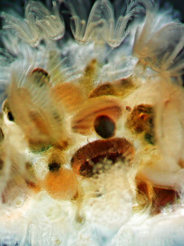 Moostierchen Cristatella mucedo