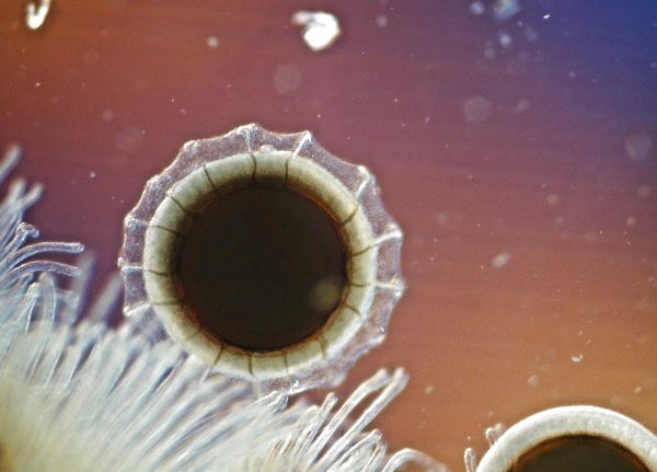 Moostierchen Cristatella mucedo