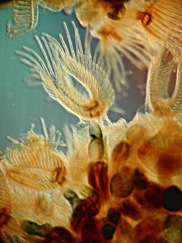 Moostierchen Cristatella mucedo