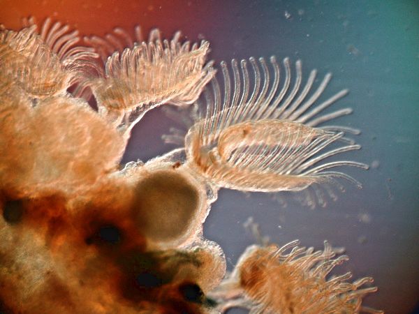 Moostierchen Cristatella mucedo