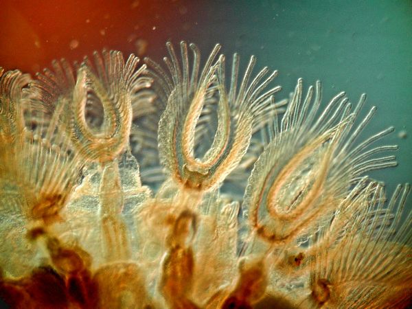 Moostierchen Cristatella mucedo