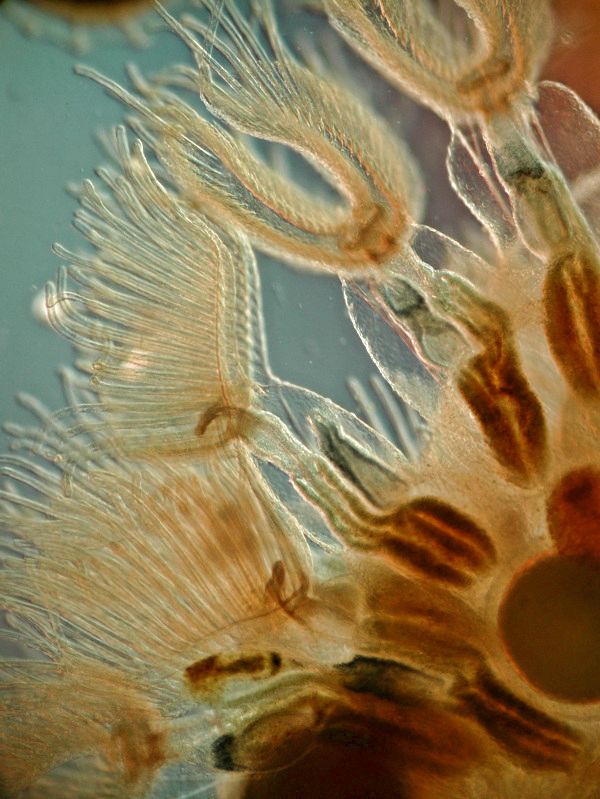 Moostierchen Cristatella mucedo