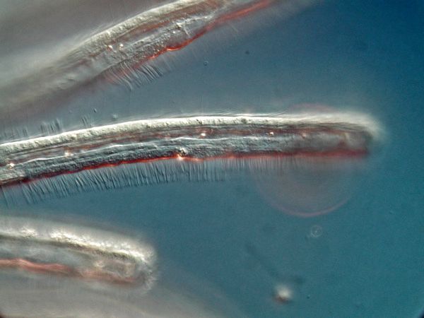 Moostierchen Cristatella mucedo