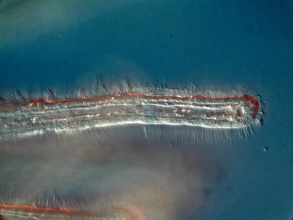 Moostierchen Cristatella mucedo