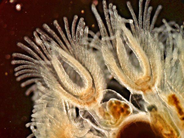 Moostierchen Cristatella mucedo