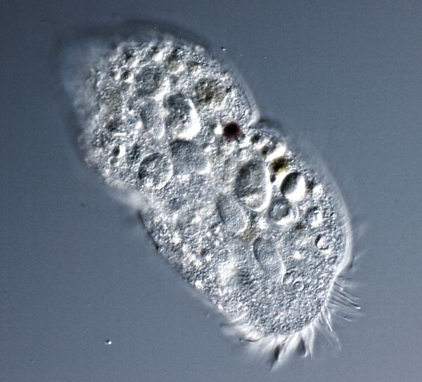 Kerona pediculus in Teilung