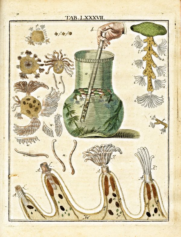 Zweyerley Arten Federbuschpolypen