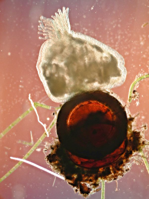 Auskeimende Cristatella mucedo