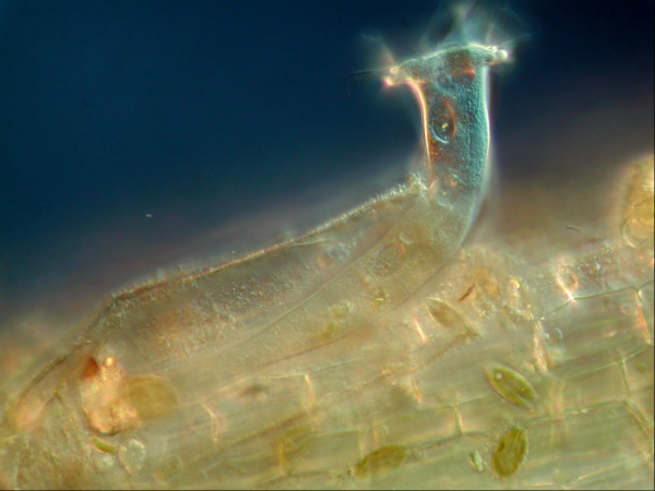 Platycola aoelochila (Wärmeflaschentierchen)