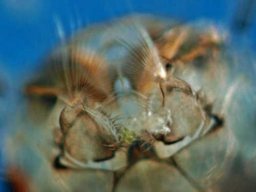 Strudelhaare am Kopf der M&uuml;ckenlarve