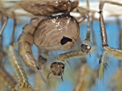 Puppe und diverse Larvengr&ouml;&szlig;en