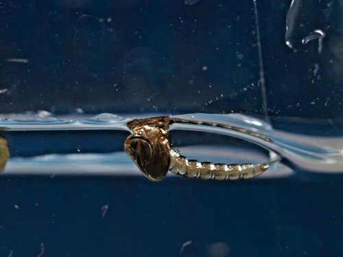 M&uuml;ckenpuppe - Schl&uuml;pfvorgang