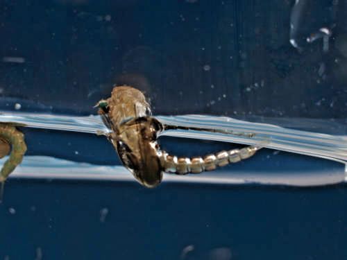 M&uuml;ckenpuppe - Schl&uuml;pfvorgang