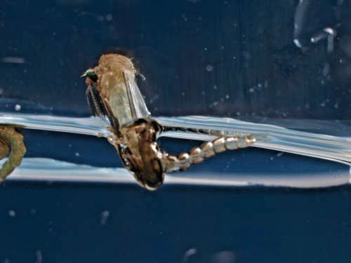 M&uuml;ckenpuppe - Schl&uuml;pfvorgang