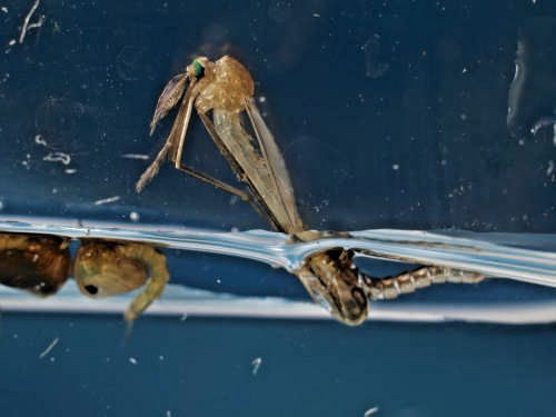 M&uuml;ckenpuppe - Schl&uuml;pfvorgang