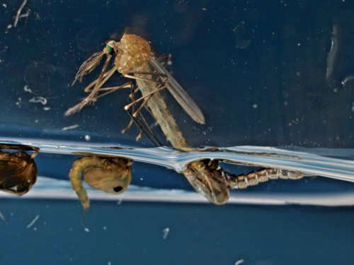 M&uuml;ckenpuppe - Schl&uuml;pfvorgang