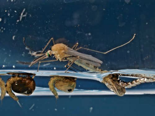 M&uuml;ckenpuppe - Schl&uuml;pfvorgang