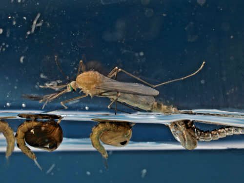 M&uuml;ckenpuppe - Schl&uuml;pfvorgang