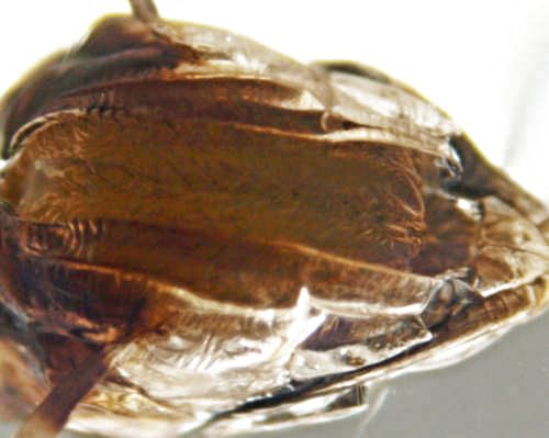 Die Puppe &ouml;ffnet sich